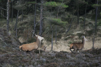 Red Deer in Grizedale Forest by Betty Fold Gallery